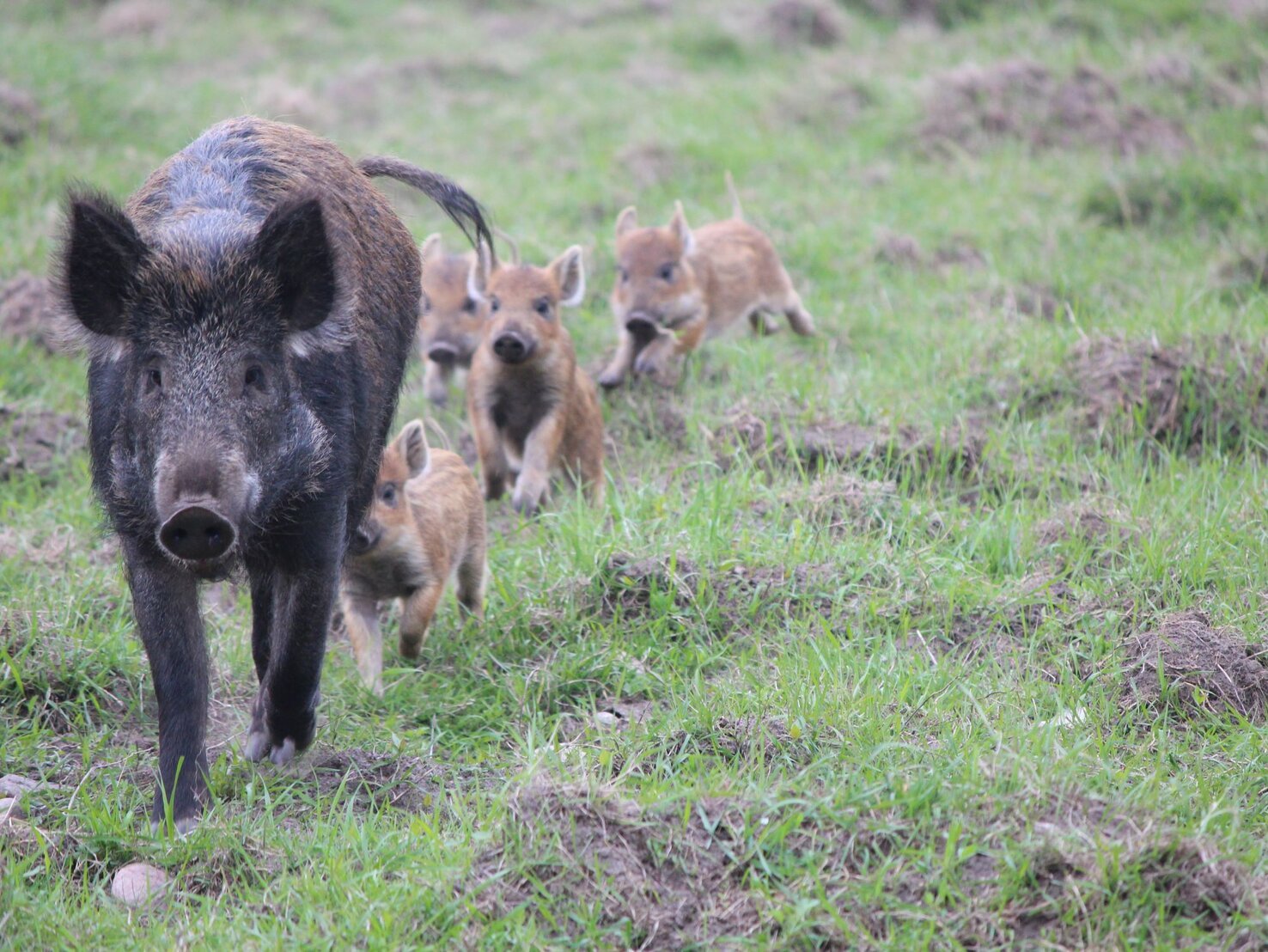 WildschweinAlarm So schützt du deinen Garten mit einem einfachen Trick